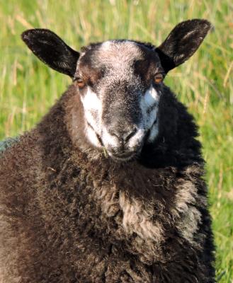 456 SHAGGY SHEEP.jpg